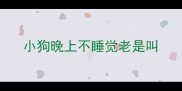 小狗晚上不睡觉老是叫
