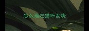 怎么确定猫咪发烧