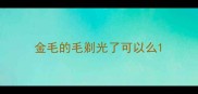 金毛的毛剃光了可以么
