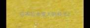 拉布拉多变大的样子