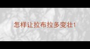 怎样让拉布拉多变壮
