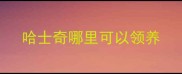 哈士奇哪里可以领养