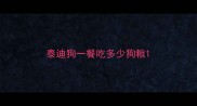 泰迪狗一餐吃多少狗粮