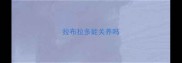 拉布拉多能关养吗