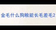 金毛什么狗粮能长毛差毛