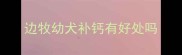 边牧幼犬补钙有好处吗
