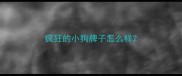 疯狂的小狗牌子怎么样