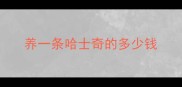 养一条哈士奇的多少钱