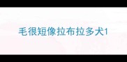 毛很短像拉布拉多犬