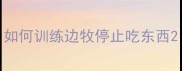 如何训练边牧停止吃东西