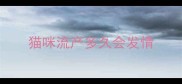 猫咪流产多久会发情