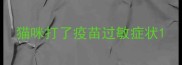 猫咪打了疫苗过敏症状