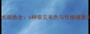 拉布拉多犬颜色全6种常见毛色与性格健康关联指南