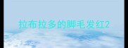 拉布拉多的脚毛发红