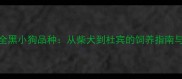 全网最全全黑小狗品种从柴犬到杜宾的饲养指南与选购攻略