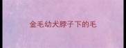 金毛幼犬脖子下的毛