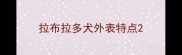 拉布拉多犬外表特点