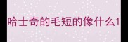 哈士奇的毛短的像什么