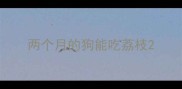 两个月的狗能吃荔枝