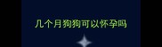 几个月狗狗可以怀孕吗