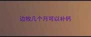 边牧几个月可以补钙