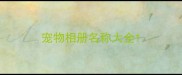 宠物相册名称大全