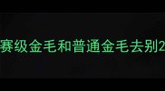 赛级金毛和普通金毛去别