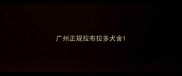 广州正规拉布拉多犬舍