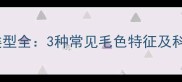 哈士奇毛发类型全3种常见毛色特征及科学护理指南