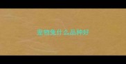 宠物兔什么品种好