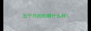 五个月的松狮什么样