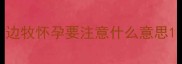 边牧怀孕要注意什么意思