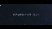 狗狗接种疫苗后得了冠状