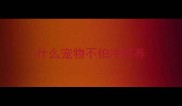 什么宠物不怕冷好养