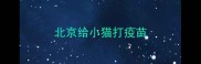 北京给小猫打疫苗