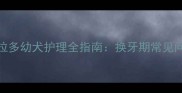 刚长牙的拉布拉多幼犬护理全指南换牙期常见问题与解决方案