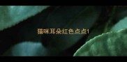 猫咪耳朵红色点点
