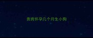 贵宾怀孕几个月生小狗