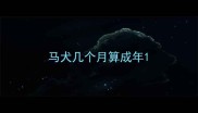马犬几个月算成年