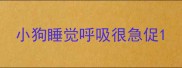 小狗睡觉呼吸很急促
