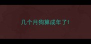 几个月狗算成年了