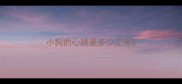 小狗的心跳是多少正常