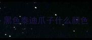 黑色泰迪爪子什么颜色