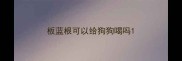 板蓝根可以给狗狗喝吗