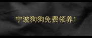 宁波狗狗免费领养