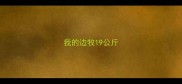 我的边牧19公斤