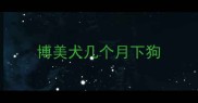 博美犬几个月下狗