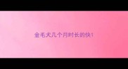 金毛犬几个月时长的快