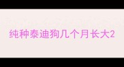 纯种泰迪狗几个月长大