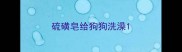 硫磺皂给狗狗洗澡